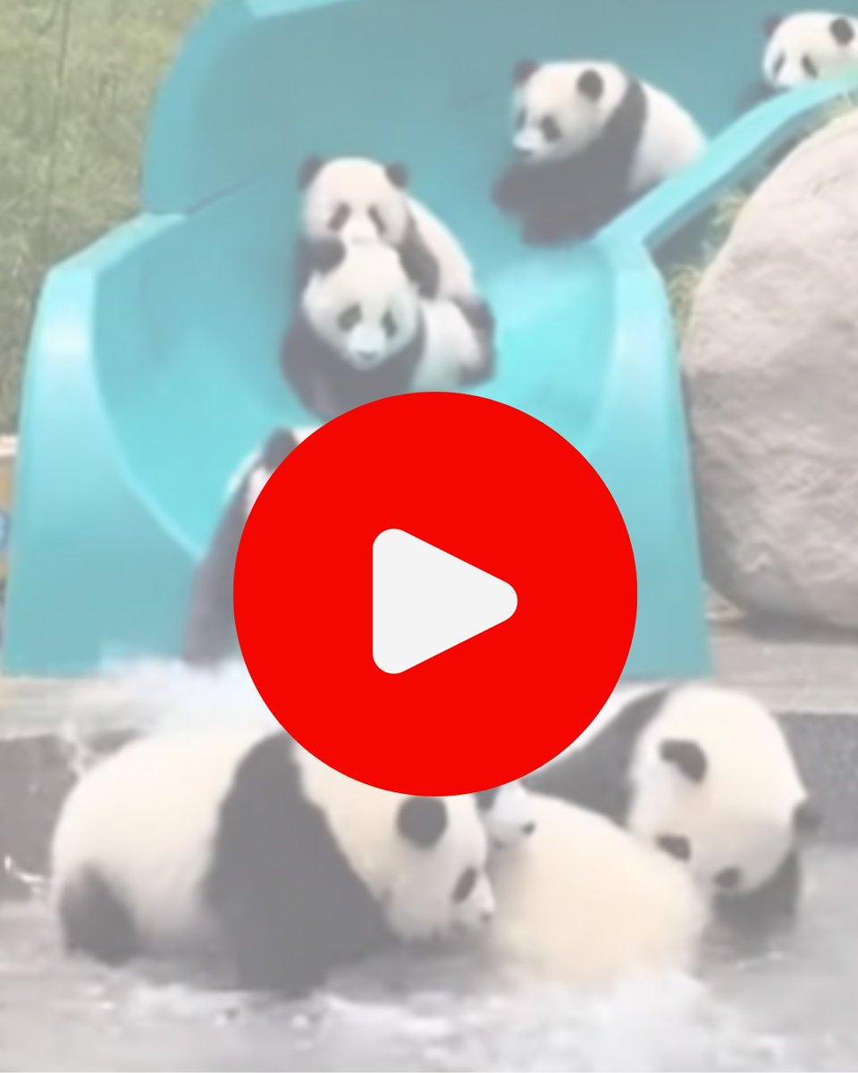 absambas's tweet photo. Woohoo Look at That... Sliding Panda 😂https://t.co/QR6hQ6y37j https://t.co/x28E8MaHrk
