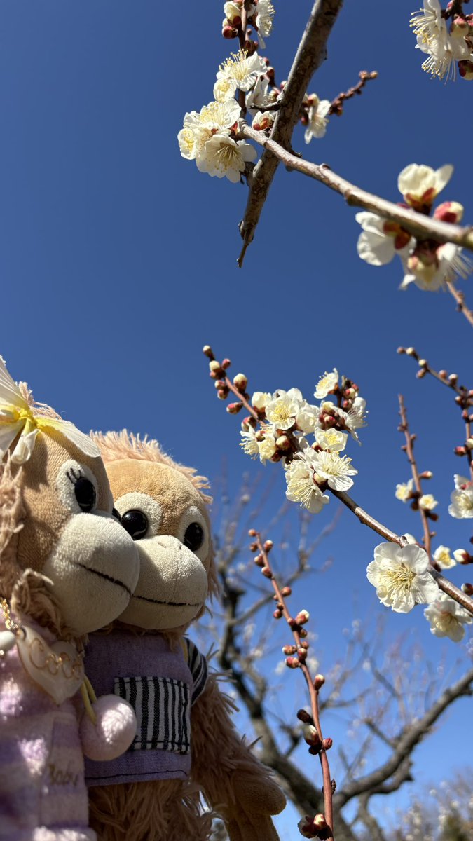 𝐶𝑜𝐶𝑜 ·̩͙꒰ঌ 𝐴𝑛𝑔𝑒𝑙'𝑠 𝑆ℎ𝑜𝑝 ໒꒱·̩͙ tweet media