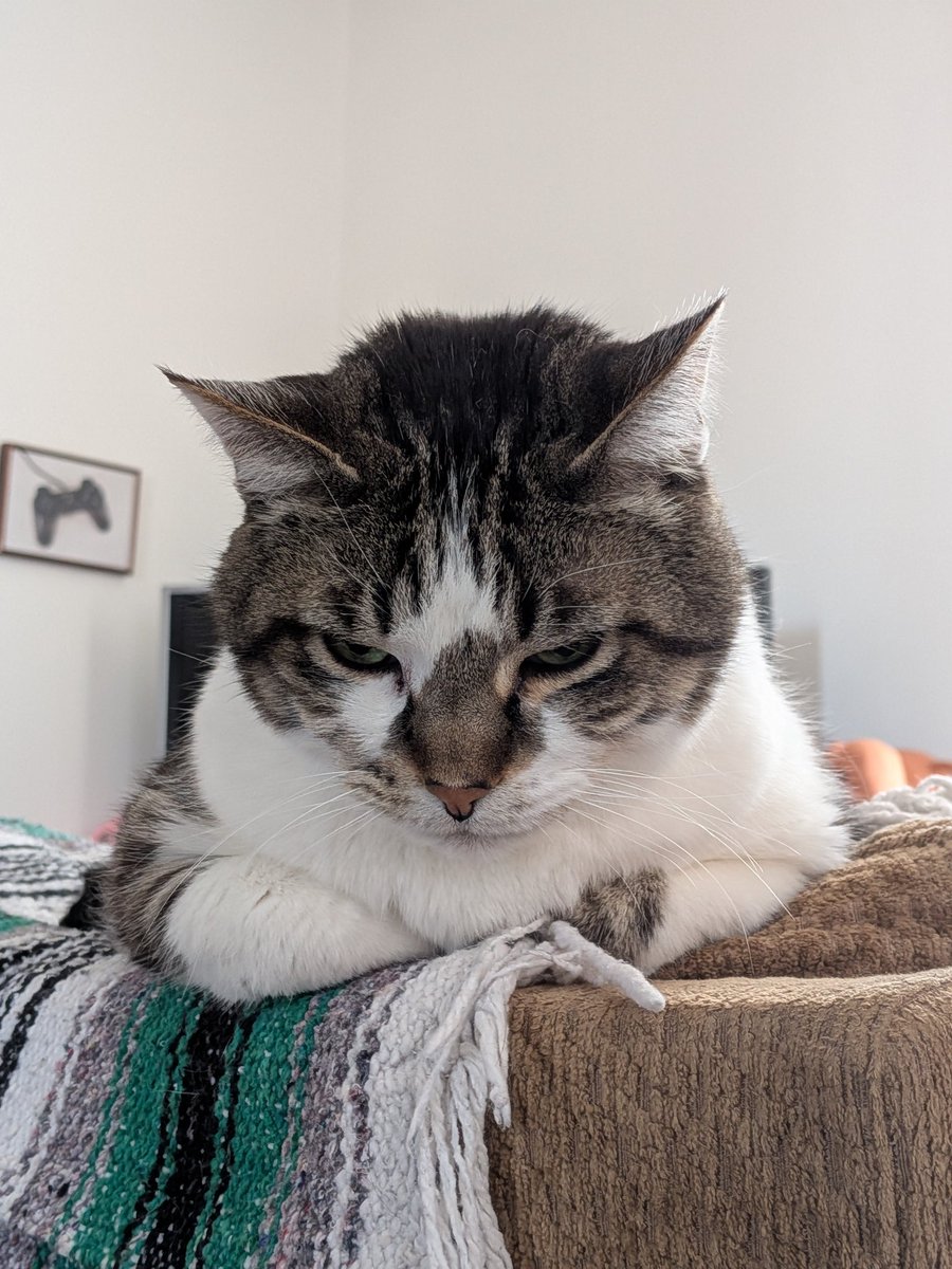 He'll be 15 soon #猫のひ