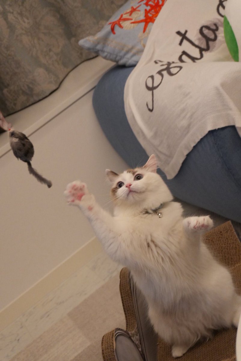 nanyan_aden's tweet photo. ガハハハハハ
うらやましいだろう！！！！

すべりこみねこのひっ
 #猫の日
#ねこの日 https://t.co/JCwsGCIyyV
