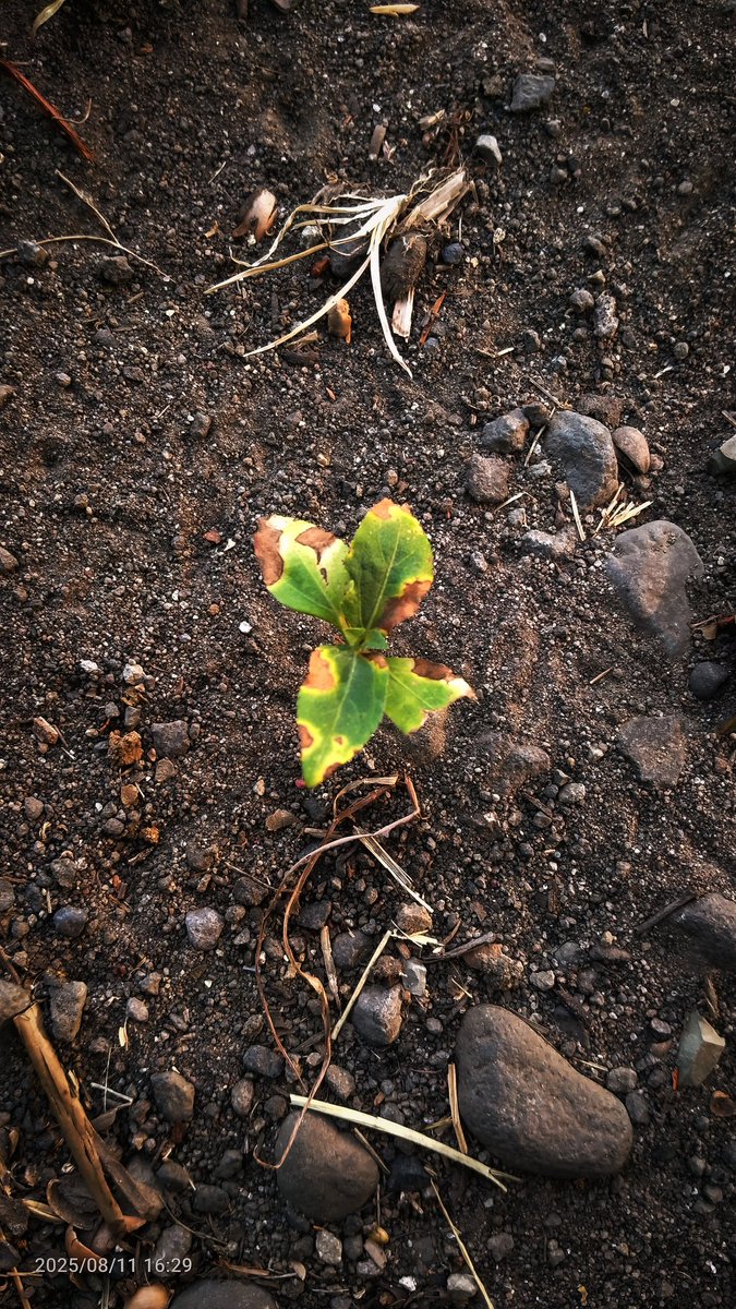 ARei_0777's tweet photo. Cute little plants in front of my school. 
#photograph #PhotographyIsArt https://t.co/iup29BvL50