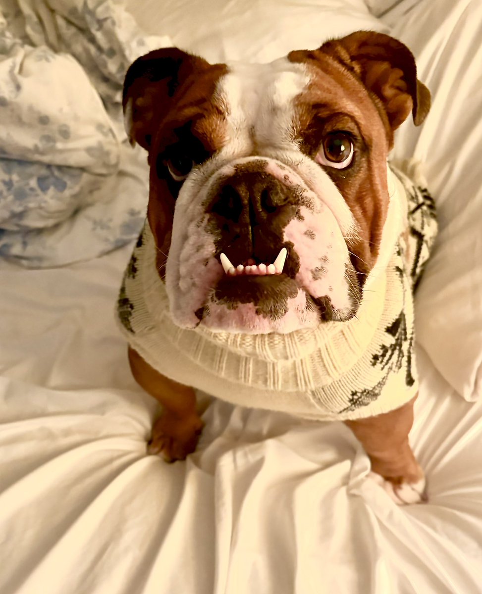 kiddlebulldog's tweet image. Ready for snow first thing in the morning he loves it #dog #dogs #bulldogs