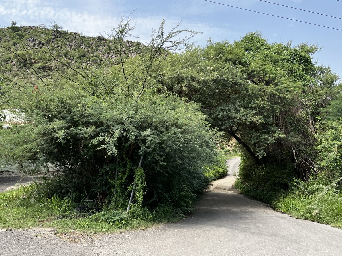 راكد tweet media