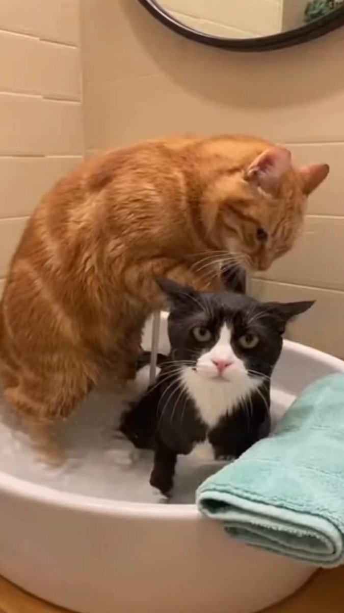  MeowVibe tweet media