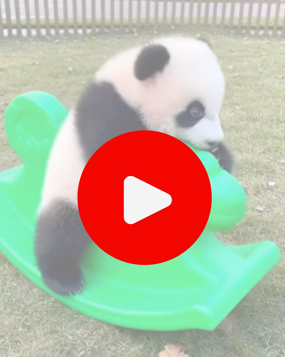 absambas's tweet photo. It's So Sweet Panda Play with Child Toys https://t.co/PqC6Ux9Iqv https://t.co/P7ZqN3oHkB