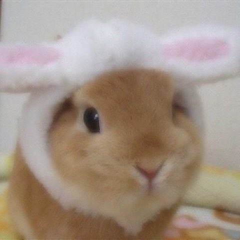 BUNNYYYYY