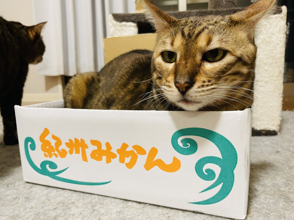 daaaaakun_yade's tweet photo. 昨日の2月22日はにゃんにゃんの日やったらしい
気づくの遅れた勢🫣
うちのねっこは元気です
#本日のぬこ https://t.co/ClEH7hYQUy
