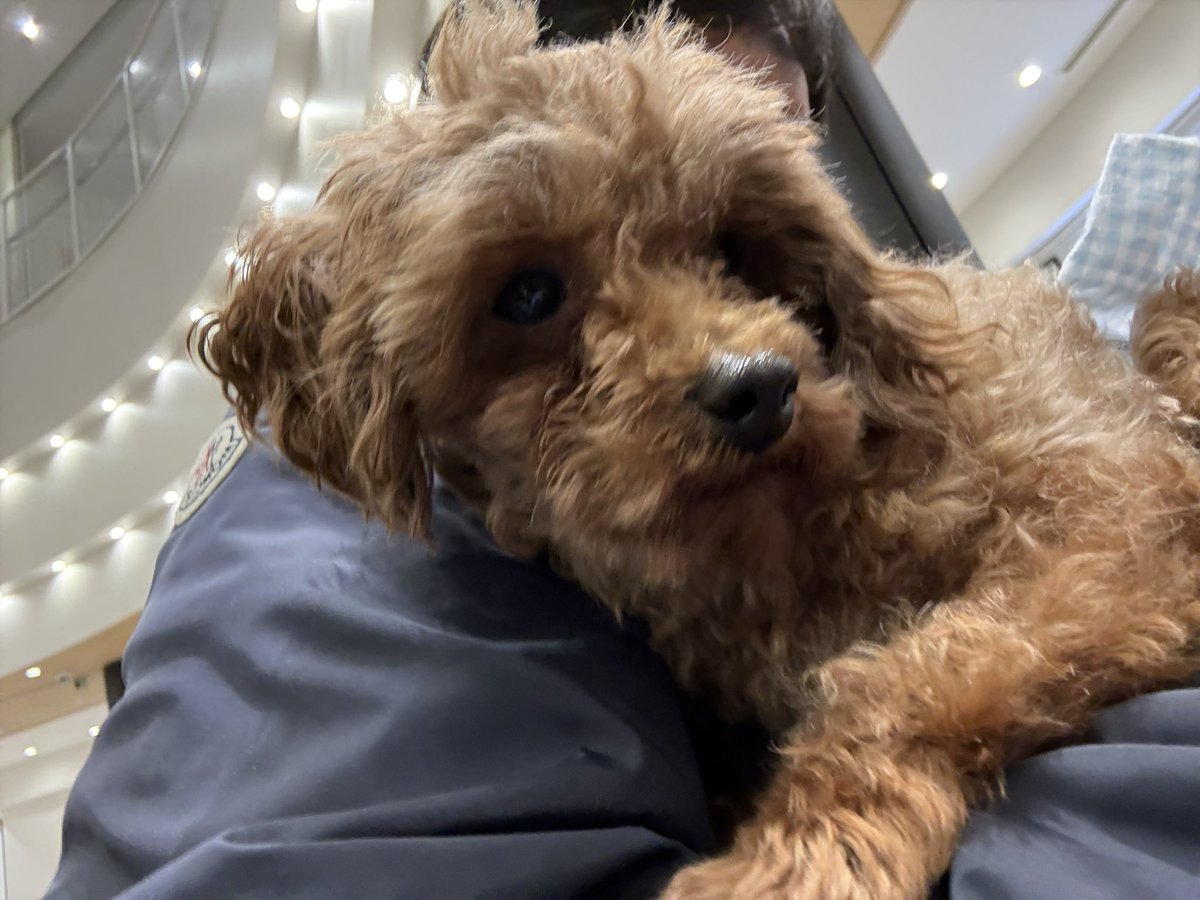 jun1968_jf's tweet photo. 突然ですが家族が増えました。
三連休のなか日に、保護犬を見に南千住の施設に立ち寄り、お台場にあるアクアシティ内にある「anifareお台場」へ。
入ってすぐに目に止まったおじさん顔のトイプー。この子がうちに来る事になりました。初めてのオス犬。犬３匹…。大変だ〜。
#anifare_odaiba 
#トイプー https://t.co/Z4HICtdKTt