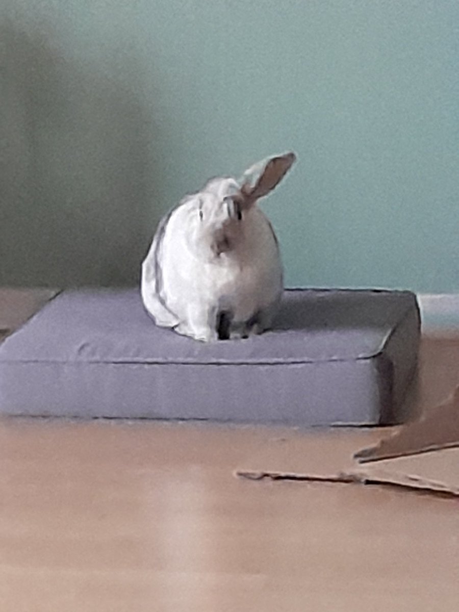 The snow is melting now and it's pouring down outside. I wonder if the ear thief has left one of my ears outside. 
I have managed to locate one of them as you van see.