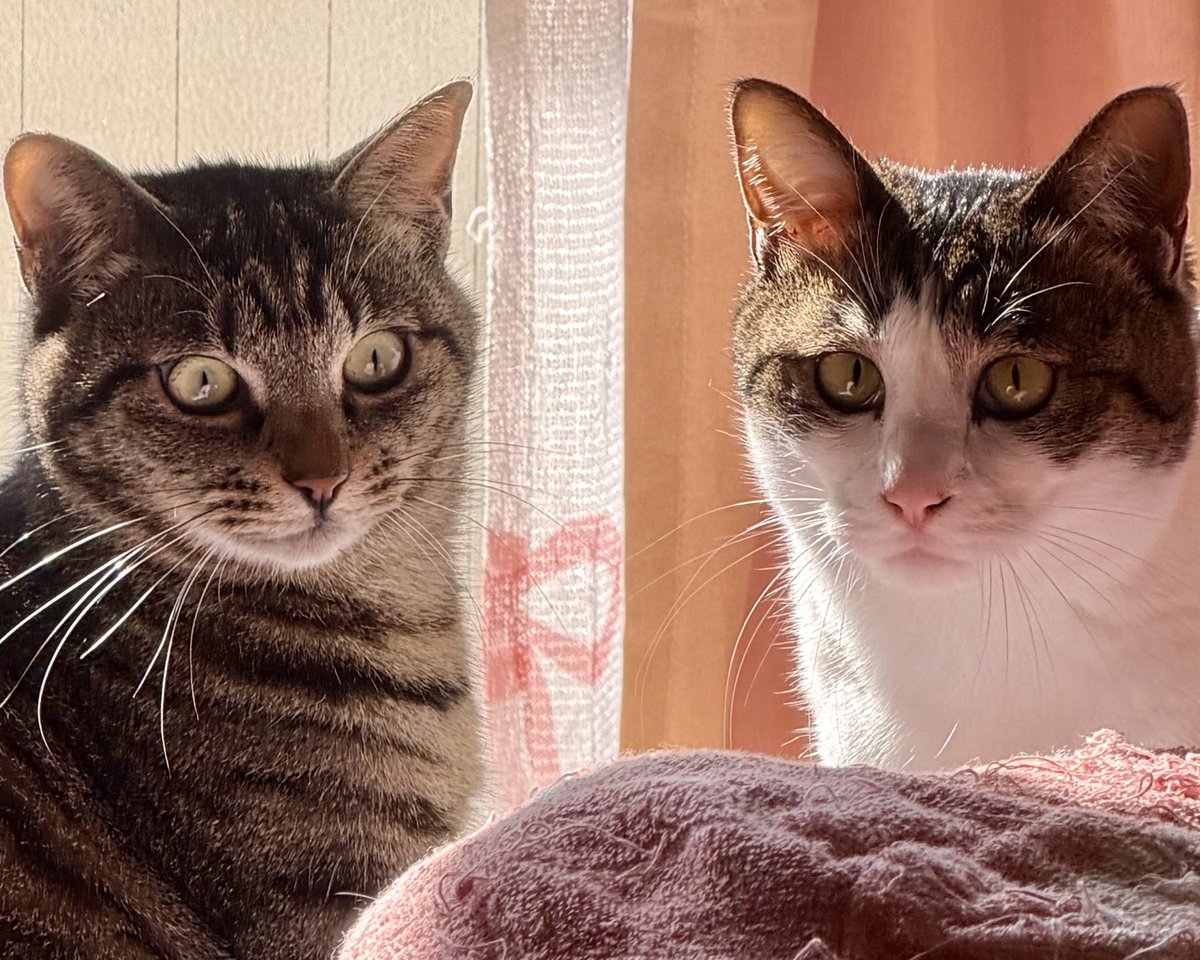 set_hut_hat's tweet photo. 探偵みたい
２/22

湯船と檜

#猫 #cat #猫の日 https://t.co/NapJTFozRL