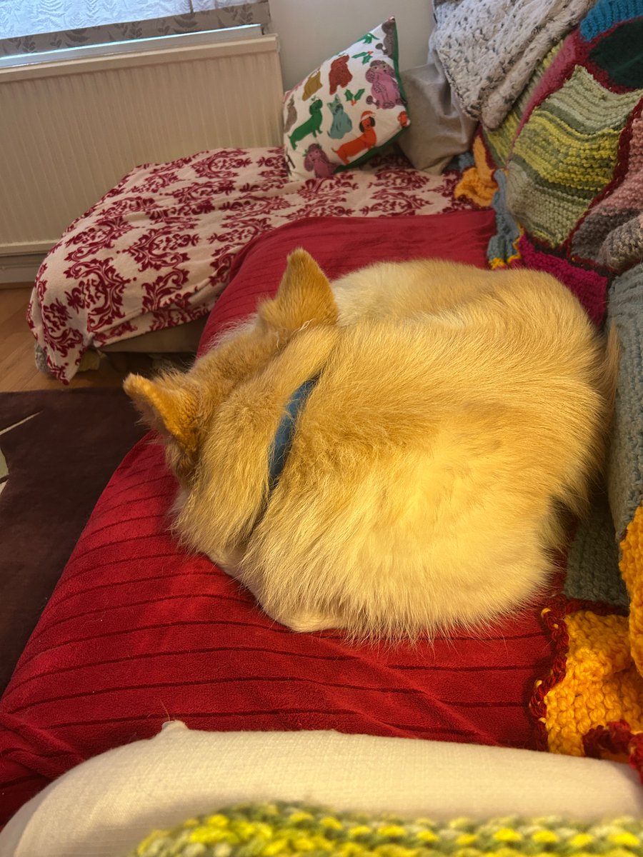 boatypat's tweet photo. She’s been walked, Washed n had her tea .. time for snoozes . I’m sure that later we will have stuffies n tennis balls out #peace #Sunday #gsd #dogsoftwitter https://t.co/HbOzqCq7Uz