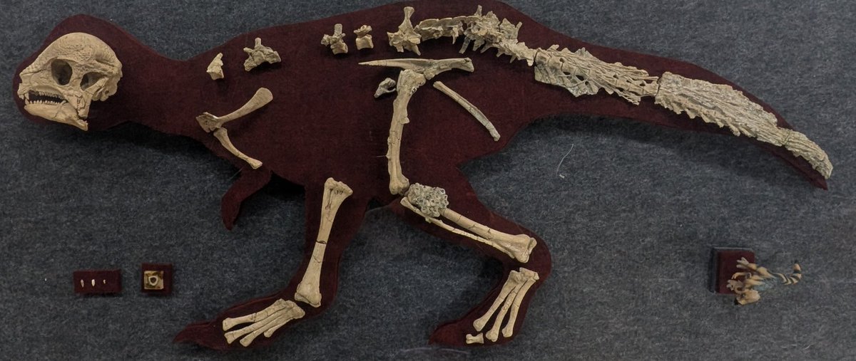 古知累すすむ＠恐竜研究者 tweet media