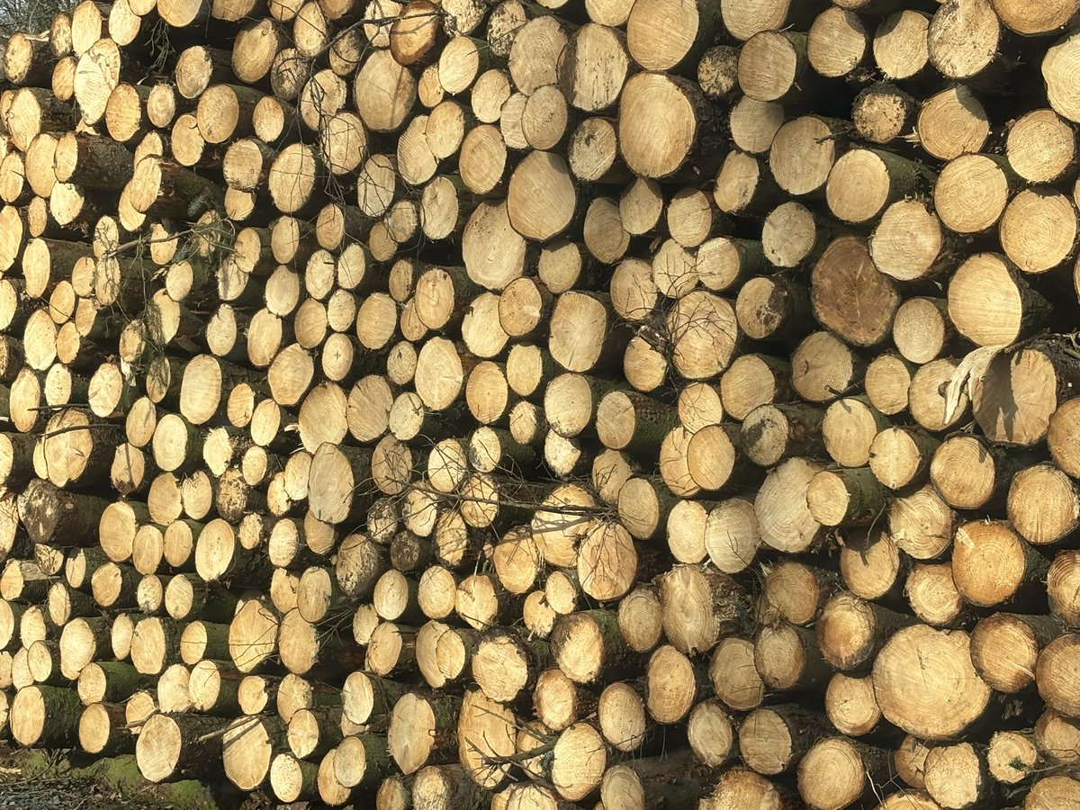 rattycastle's tweet image. Wowee this was a huge nearby forest 🌳 what a lot of chipping to do now #forestry #replanting   #biomass