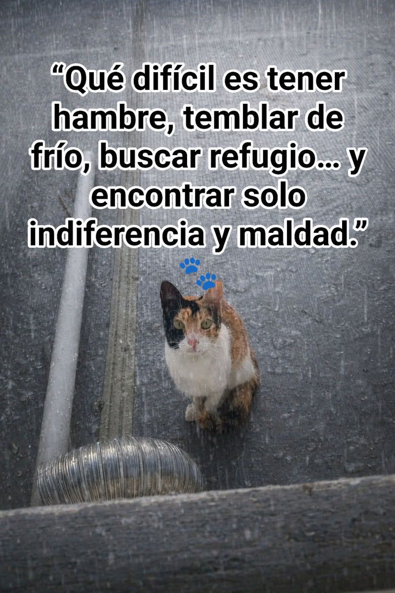 ManuSaenzVolvio's tweet image. Por favor se empático y compasivo con estos preciosos angelitos que sufren el abandono!
🙏🏻
La calle no es un buen lugar para un animalito!
😭💔
Haz la diferencia y salva una adorable vida!
