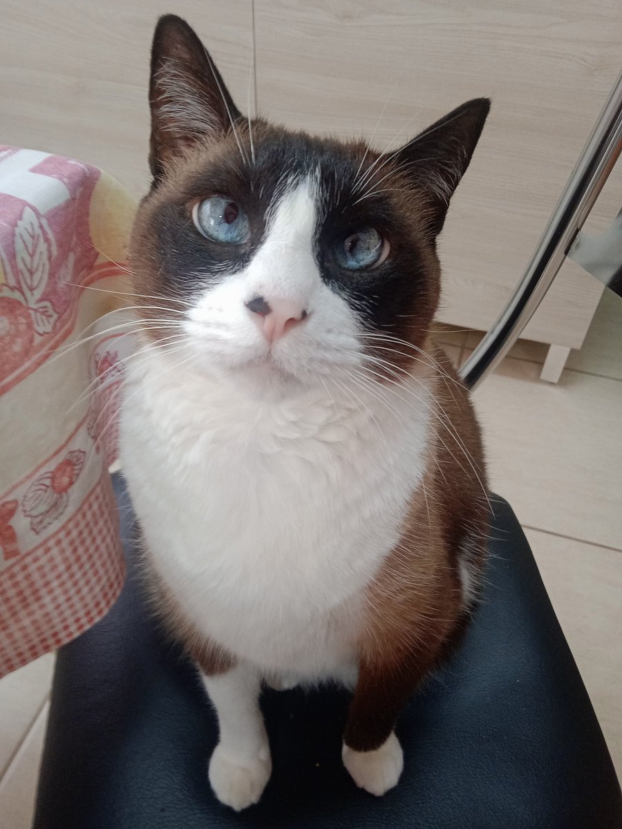 sleepheartzx's tweet image. ela nao para de me encarar enquanto almoço