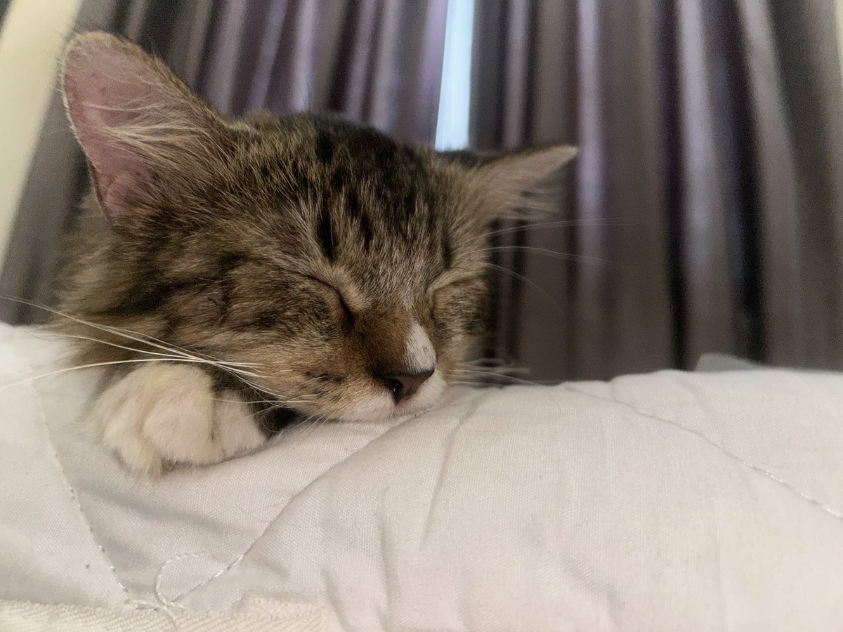 heramalea's tweet photo. kucingku bener-bener kuat tidur banget, seharian ini dia cm main 2 jam aja, selebihnya tidur. ini dia ga sakit ya, emang pemalas aja T-T https://t.co/CTgy8XJLWJ