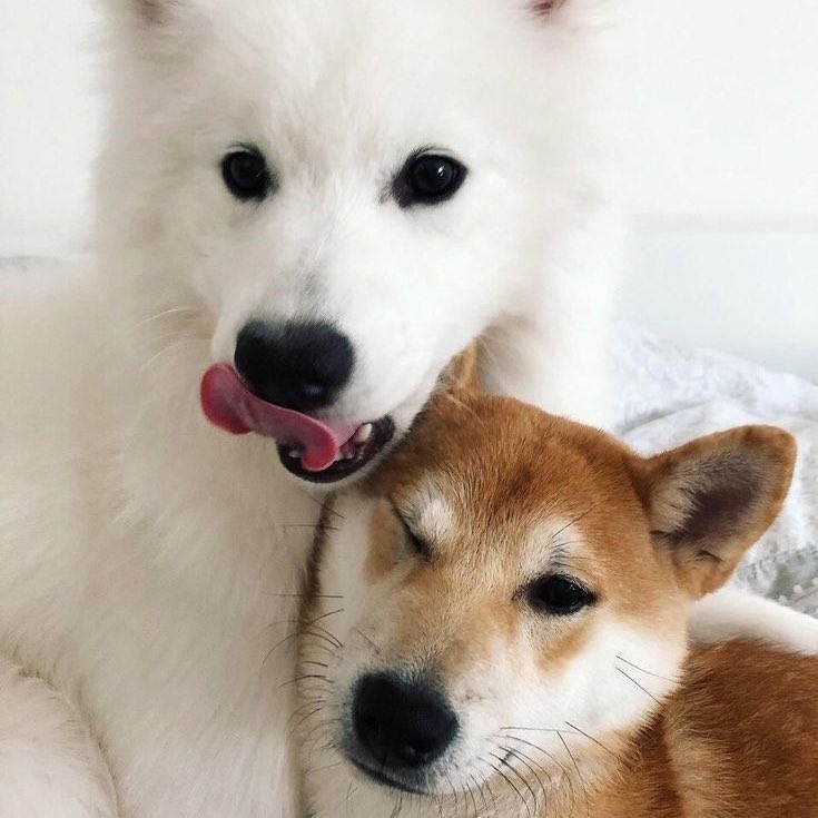꒰ ^- ᴥ -^ ꒱ semi ia tweet media