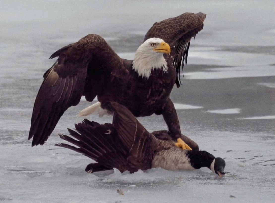 USA WINS!!!!!!!!
