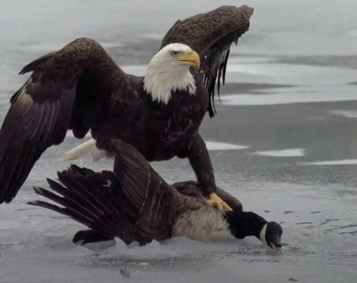 Bryce (@bryce_keylon) on Twitter photo 