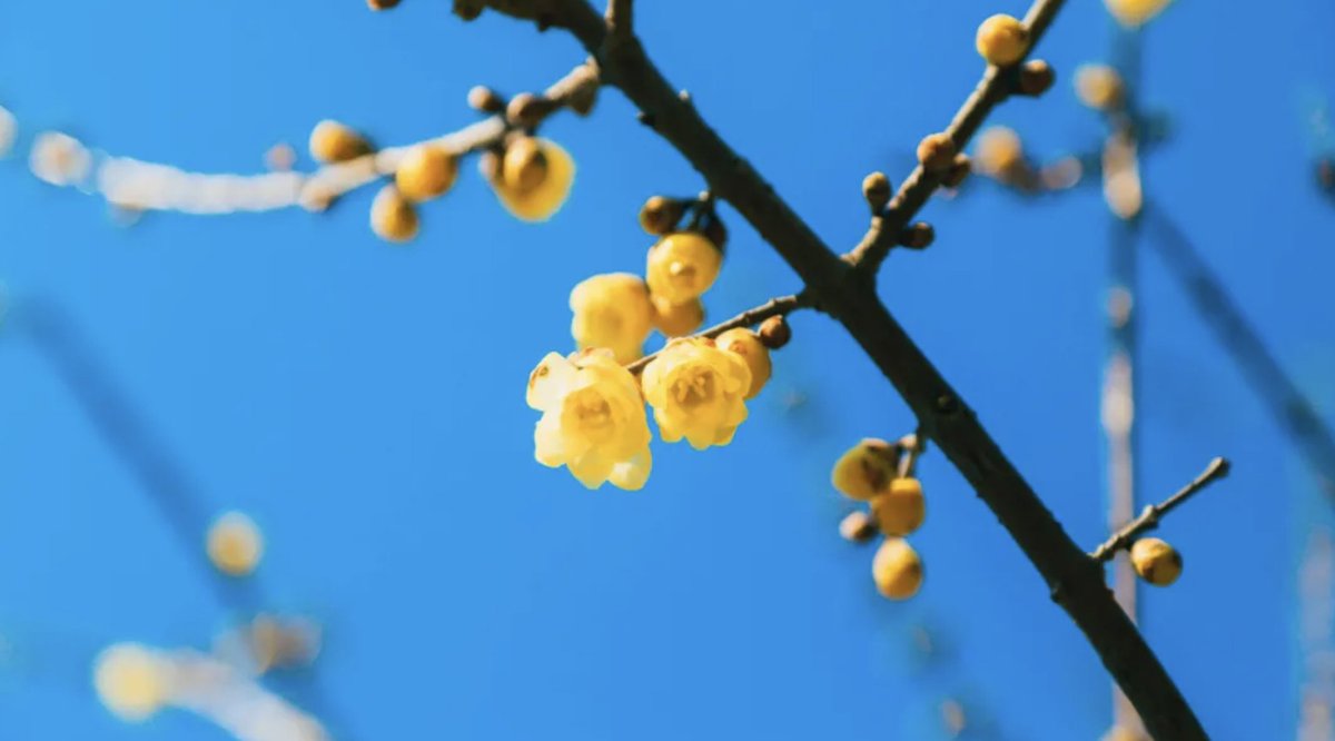 TravelYant95583's tweet image. Spring blooms in Yantai 🌸
Wintersweet flowers scent the air at Fujian Guild Hall — pale petals against red-brick Minnan architecture.
At Yuhuangding Park, yellow blossoms sway beneath blue skies.
#Yantai #SpringInYantai #DiscoverYantai #TravelCh