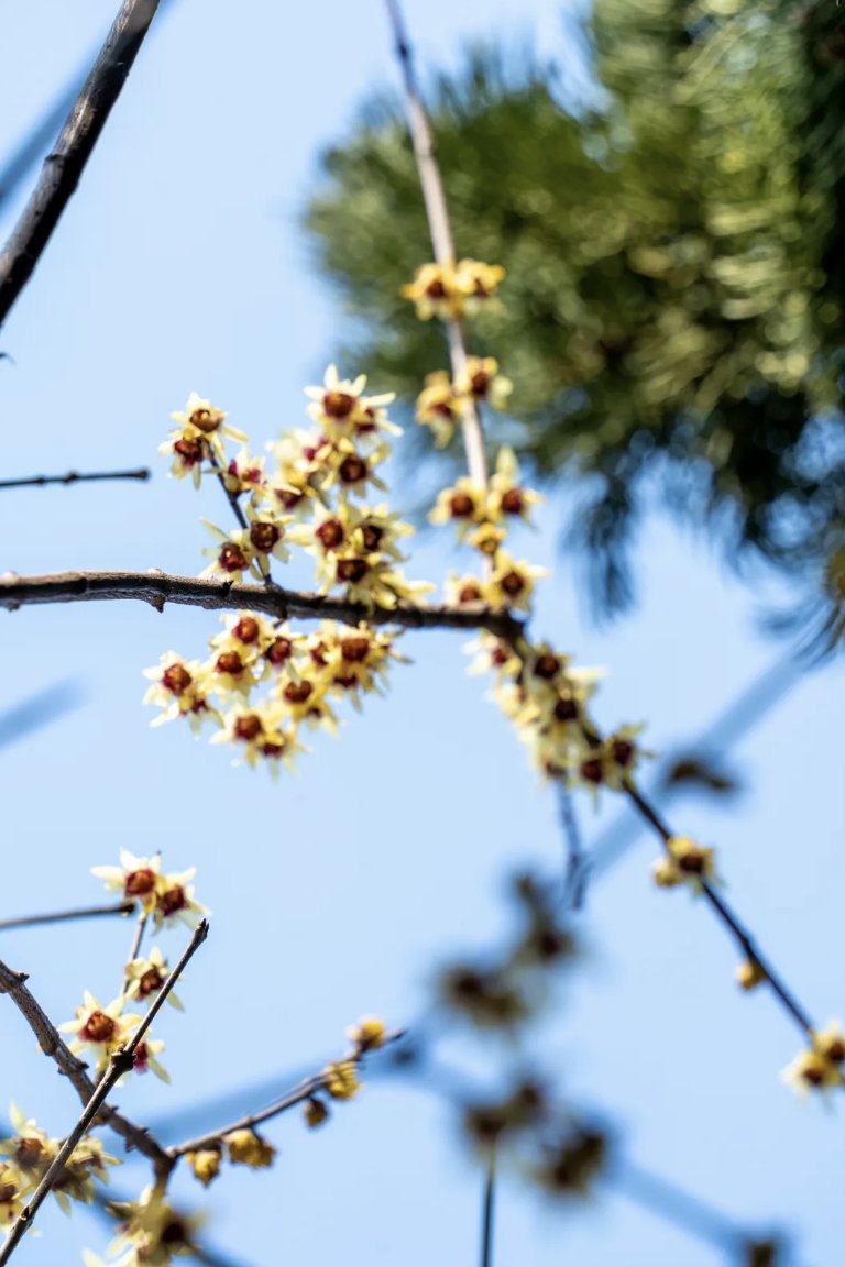 TravelYant95583's tweet image. Spring blooms in Yantai 🌸
Wintersweet flowers scent the air at Fujian Guild Hall — pale petals against red-brick Minnan architecture.
At Yuhuangding Park, yellow blossoms sway beneath blue skies.
#Yantai #SpringInYantai #DiscoverYantai #TravelCh