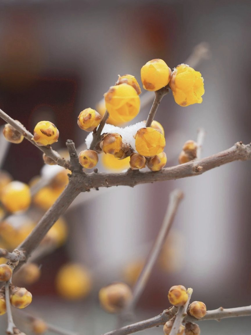 TravelYant95583's tweet image. Spring blooms in Yantai 🌸
Wintersweet flowers scent the air at Fujian Guild Hall — pale petals against red-brick Minnan architecture.
At Yuhuangding Park, yellow blossoms sway beneath blue skies.
#Yantai #SpringInYantai #DiscoverYantai #TravelCh