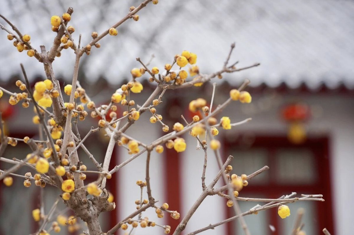TravelYant95583's tweet image. Spring blooms in Yantai 🌸
Wintersweet flowers scent the air at Fujian Guild Hall — pale petals against red-brick Minnan architecture.
At Yuhuangding Park, yellow blossoms sway beneath blue skies.
#Yantai #SpringInYantai #DiscoverYantai #TravelCh