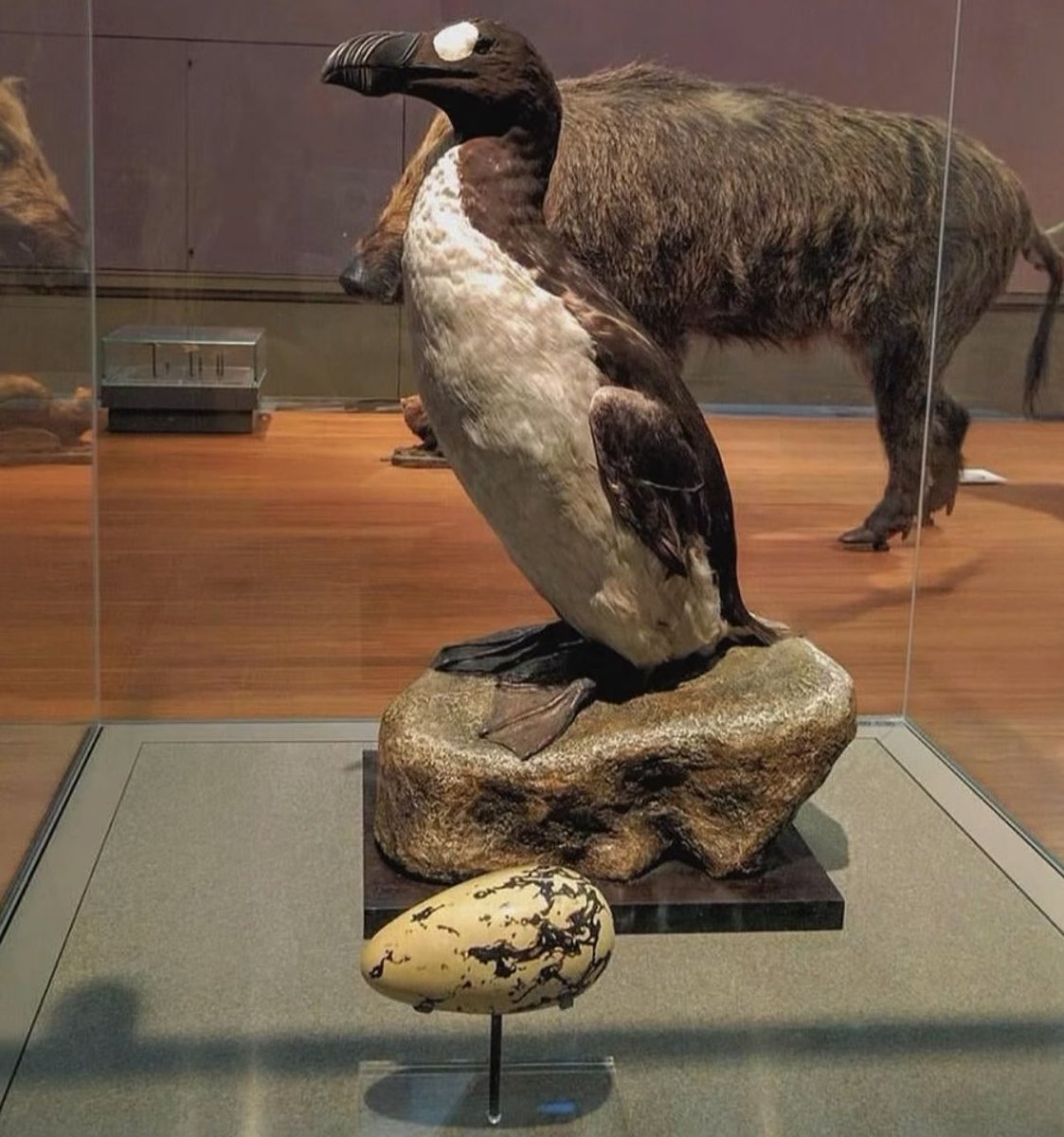 Historic Vids tweet media