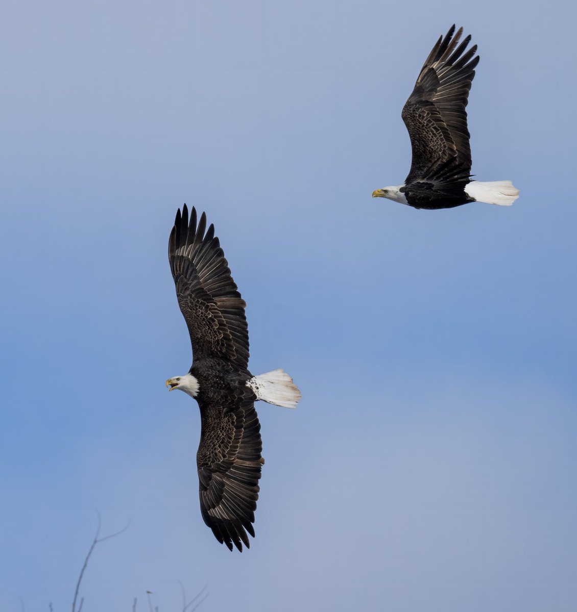 ZombieBob tweet media