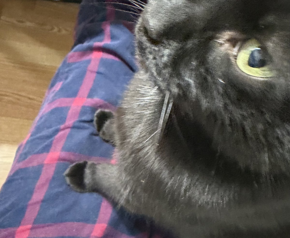 발 겁나웃기게생김