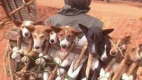 🌍Our support against the cruel #DogCatMeatTrade in #Africa

🇸🇿Ban #Swaziland's Dog &amp; Cat Meat Trade &amp; Animal Sacrifices Ban Wet Animal Markets

PLEASE SIGN THIS PETITION!
✍️change.org/p/swaziland-go…

Dear President

We urge you to BAN these Animal Cruelty Trades and Implement