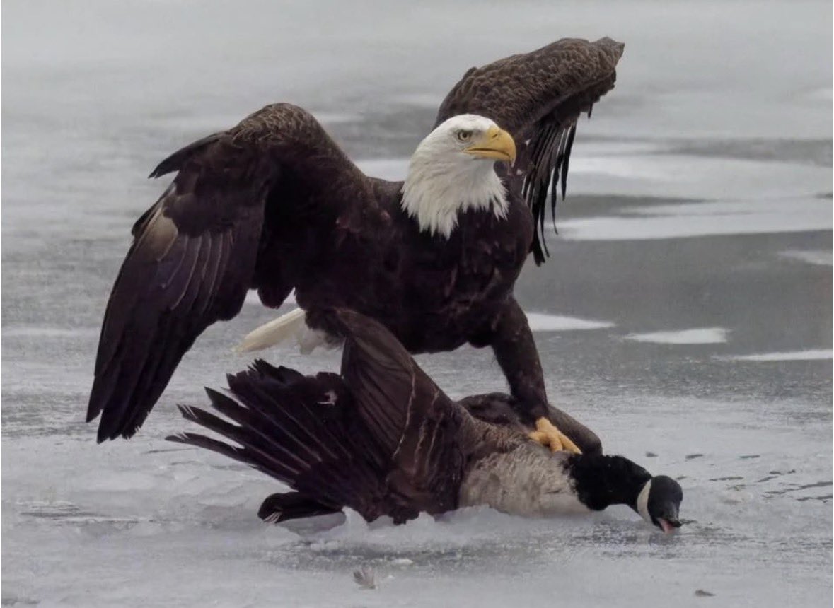 bigbluegoose's tweet photo. 🇺🇸🇺🇸🇺🇸🇺🇸🇺🇸🇺🇸🇺🇸 https://t.co/jBmxY7MN5e