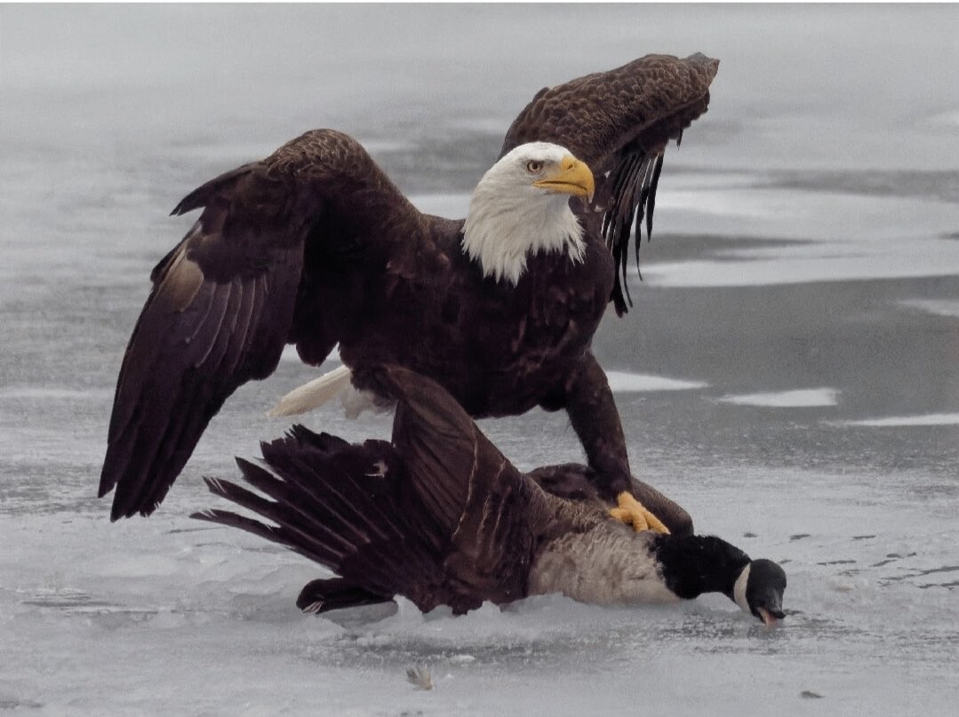 Andrew Long (@alonger13) on Twitter photo 