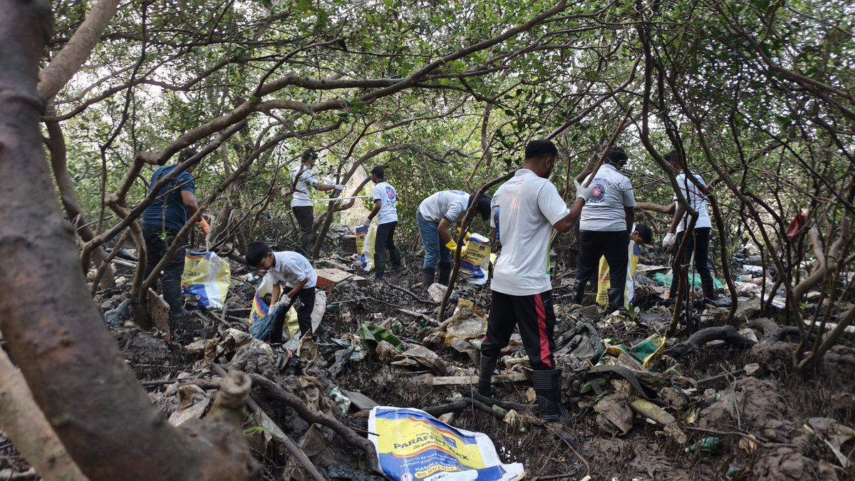 EnvironmentLife's tweet image. Week 288 – Mangroves Cleanup Drive

This week, around 90 dedicated volunteers joined hands and removed nearly 1 ton plus of marine litter from the ocean and coastal belt of Navi Mumbai. 
Thanks to all the warriors

#Mangroves #plastic