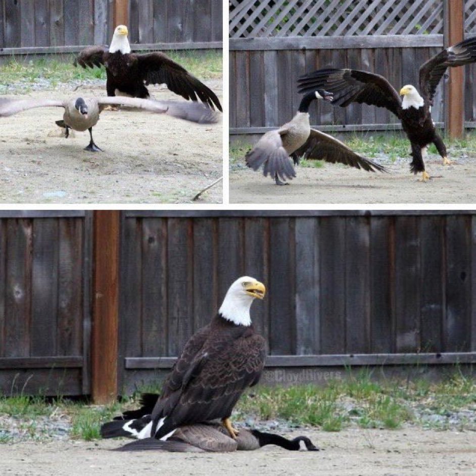 ZombieBob tweet media