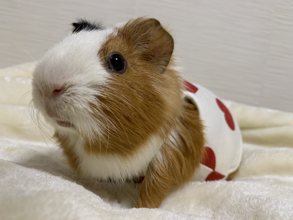 🐹ぷーもこ🐹 tweet media