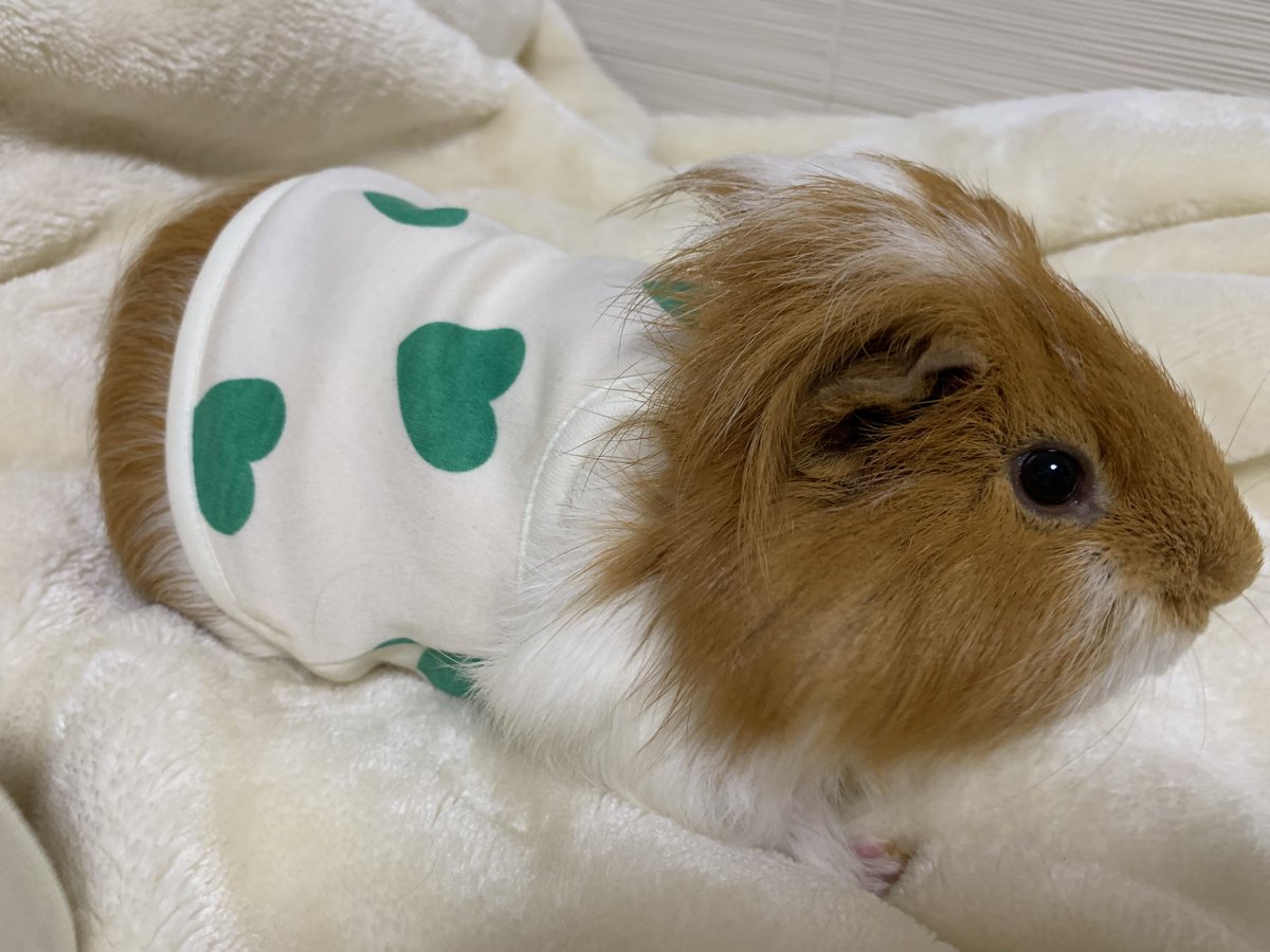 🐹ぷーもこ🐹 tweet media