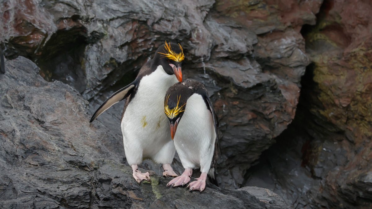 Quark Expeditions tweet media