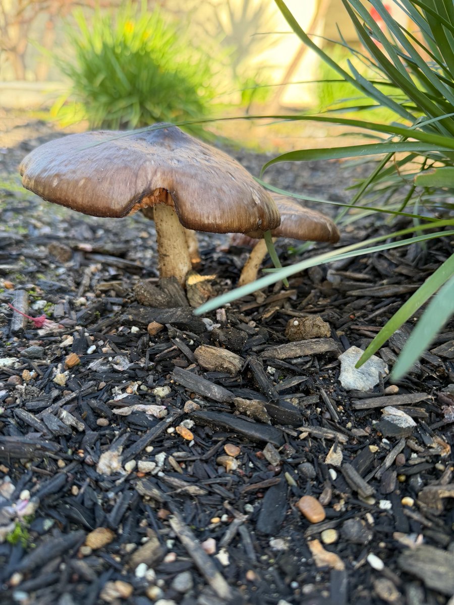 MarceStarlet{⭐️} tweet media