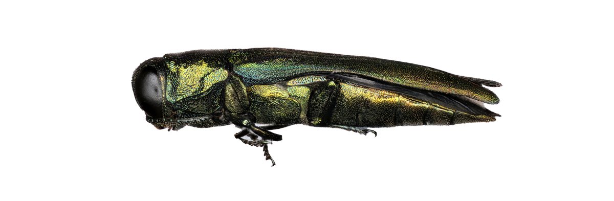 Dakota Prairie Grasslands tweet media