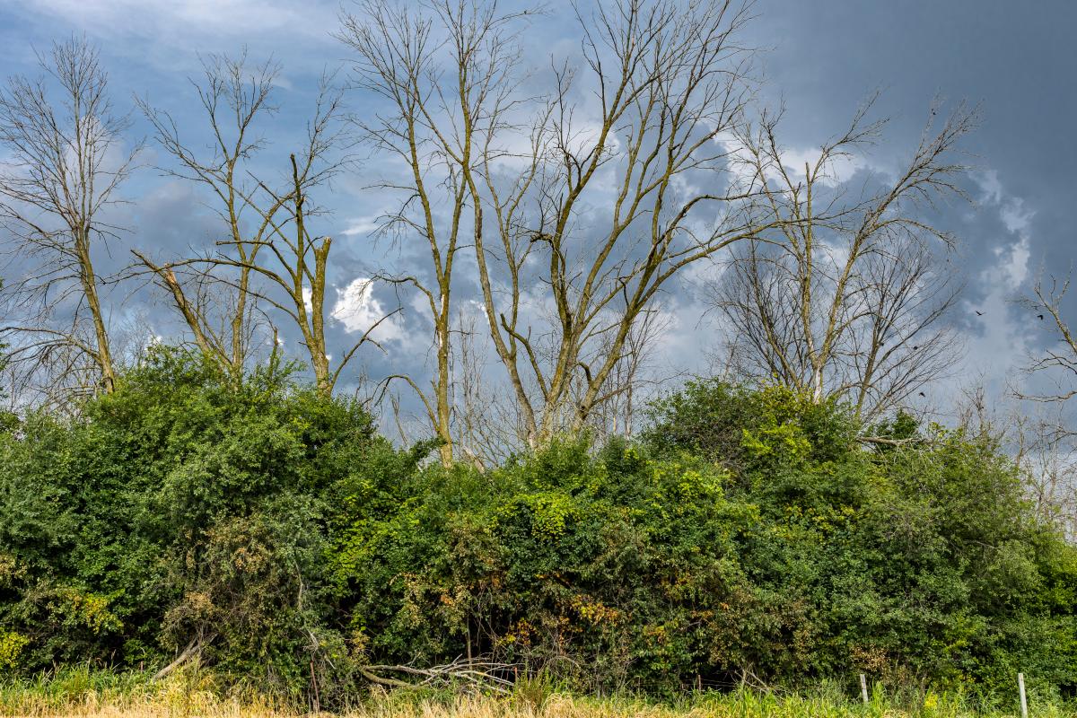 Dakota Prairie Grasslands tweet media