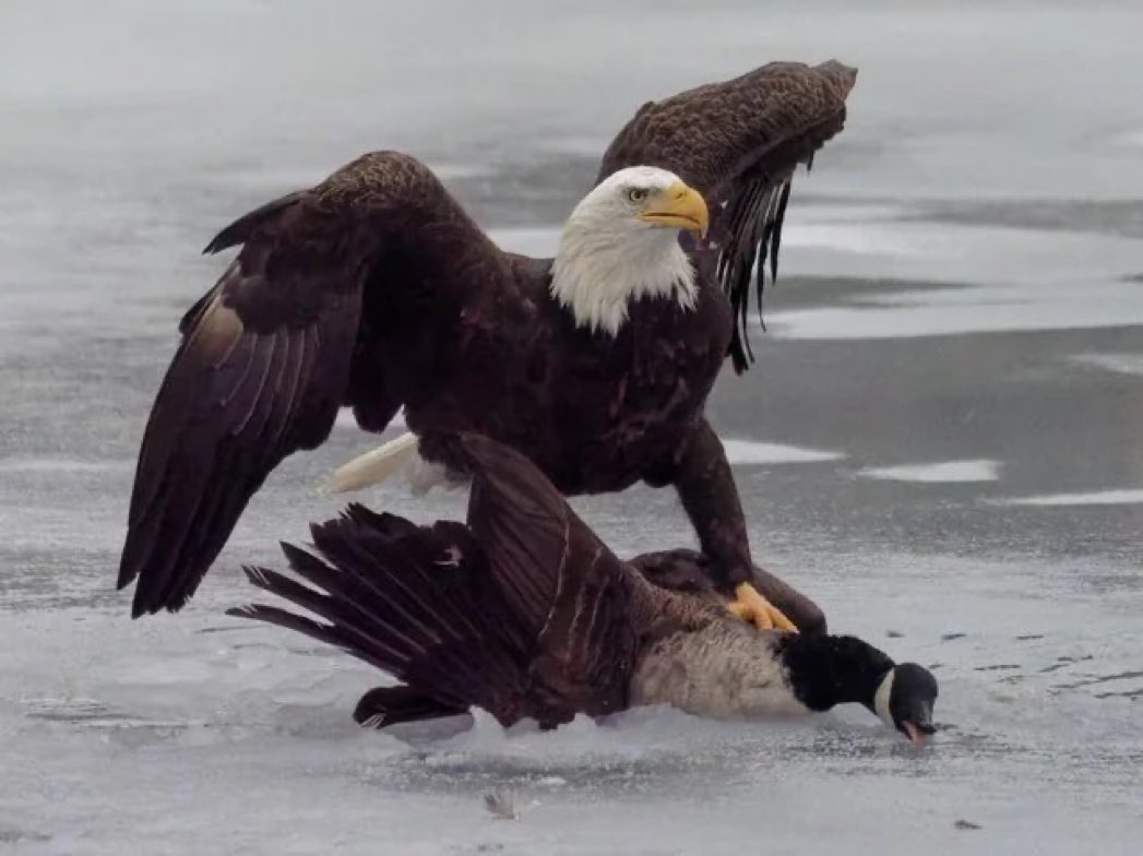 We win, again!  🇺🇸