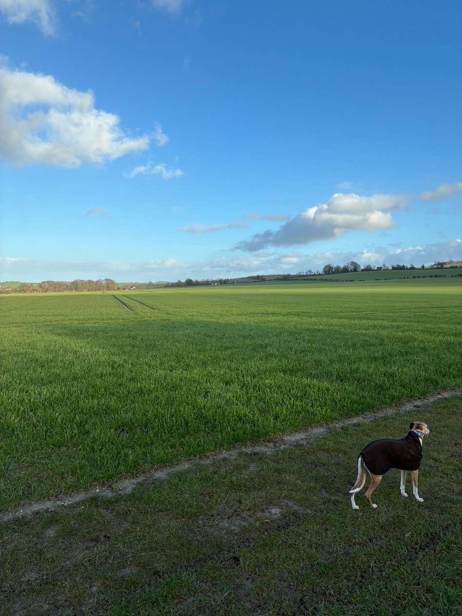 Windy but a sunshine afternoon today…Larks singing 💚