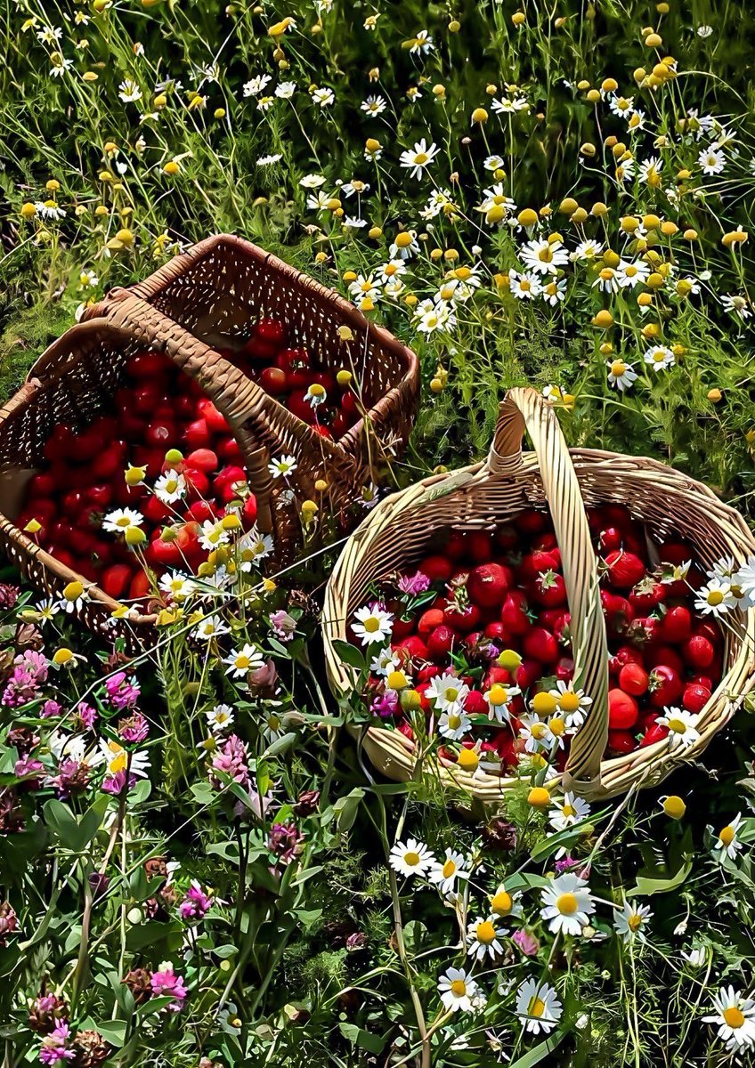 300moods's tweet image. fresh strawberries 🍓