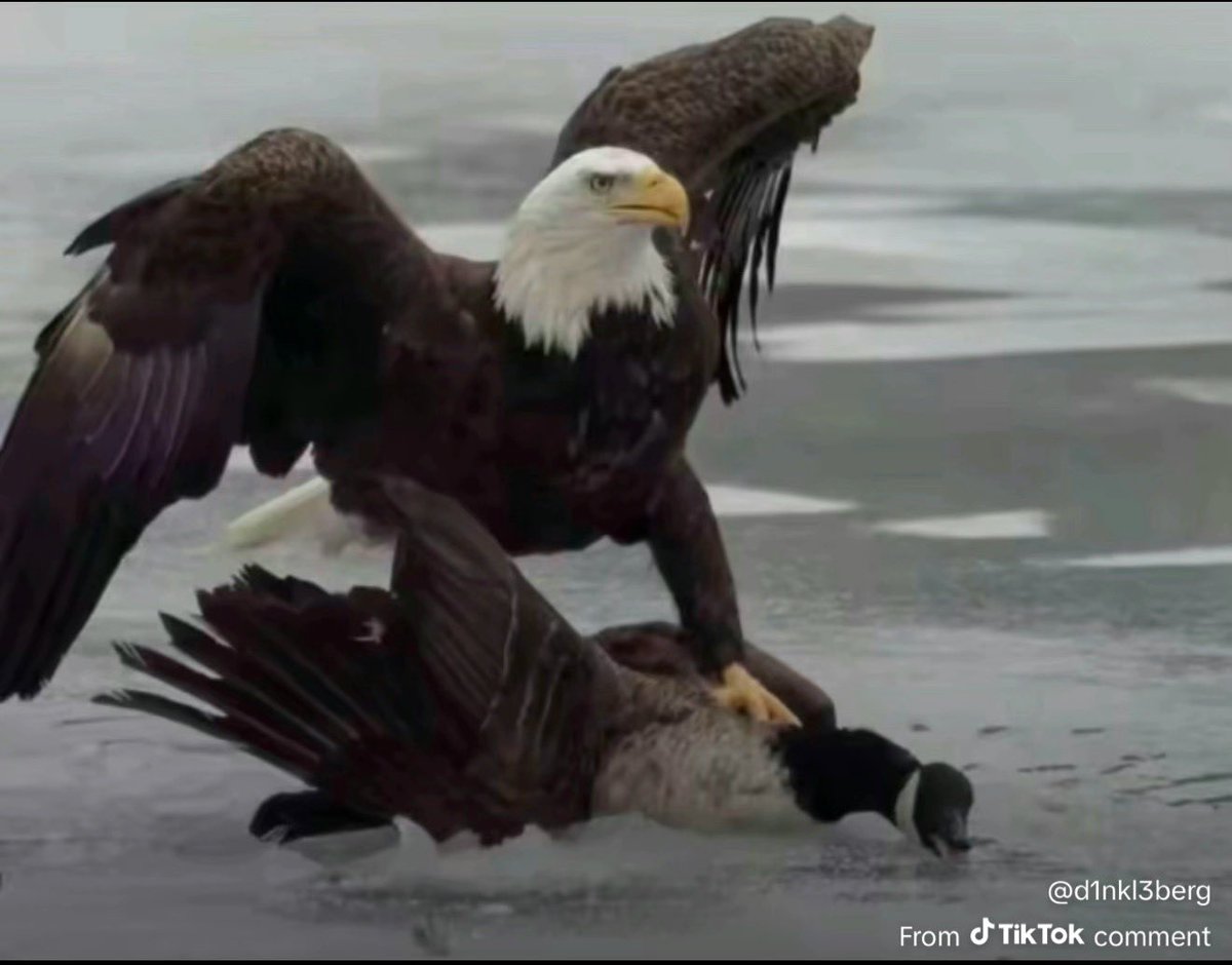 jacksonwellsmus's tweet photo. Gold in Men’s hockey. Gold in Women’s hockey. 
Hockey is an AMERICAN sport 🇺🇸 #merica #USAHockey https://t.co/bdfIlMCgBP
