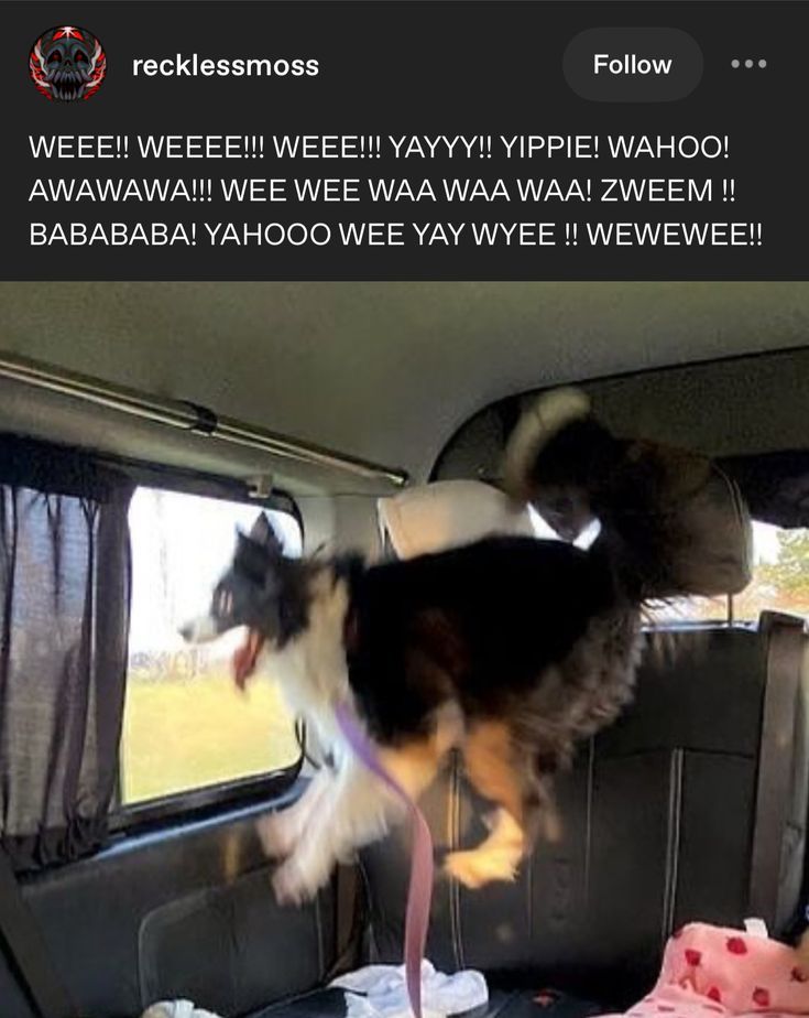 we are now returning to your regular scheduled puppyposting