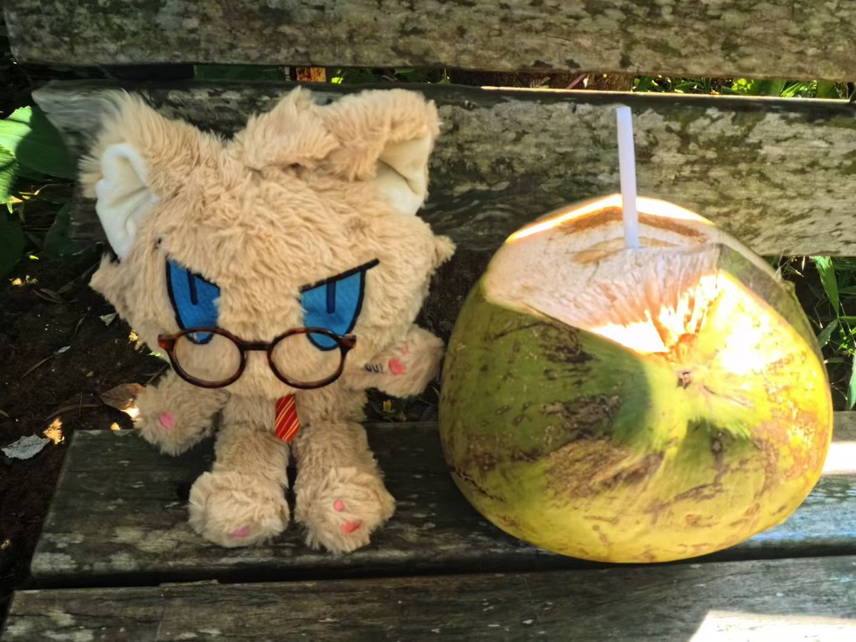 小啥猫还没一个椰子大