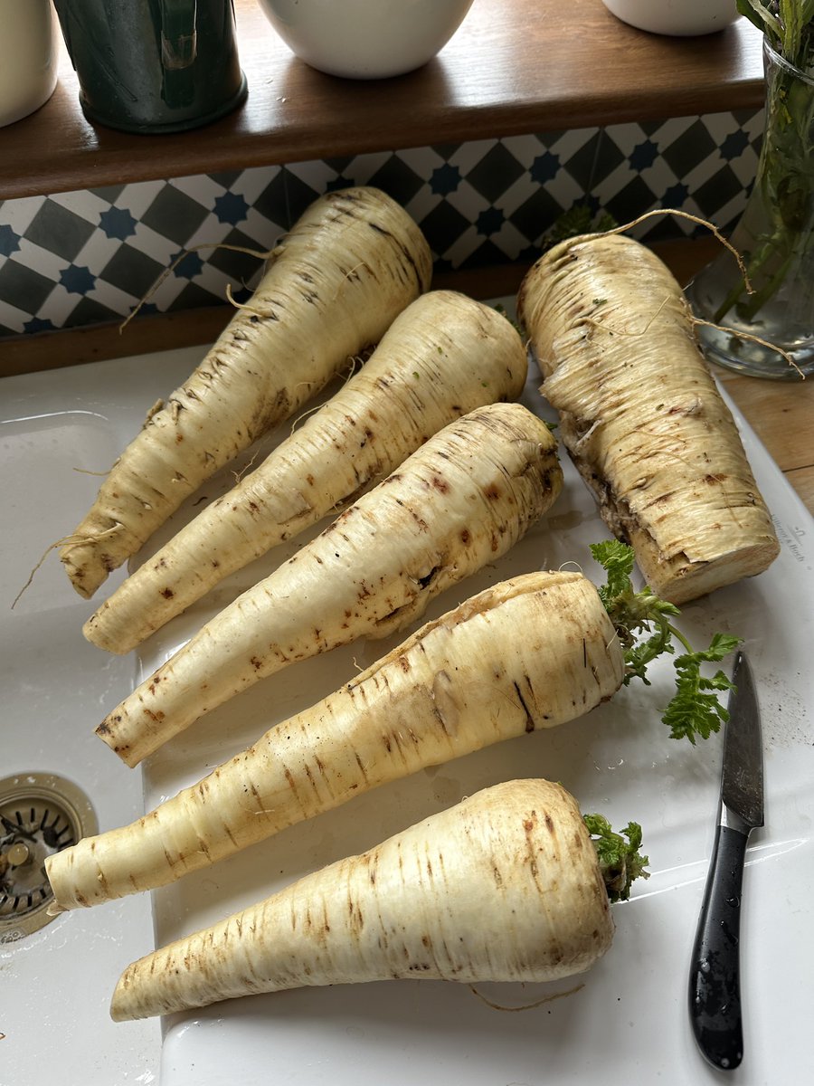 RAGriggsauthor's tweet image. I’m using up the last of the parsnips today. Parsnips soup will be a good standby in the freezer.

#growyourown #gardening #vegetables