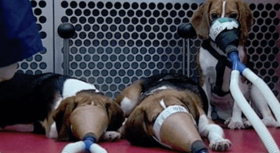 If you think the Epstein docs are bad, check out what the government does to cover up the abuse of pups in labs. 

There has been a relentless, 50-year campaign to wipe images like this from the public record and criminalize anyone who attempts to expose them.