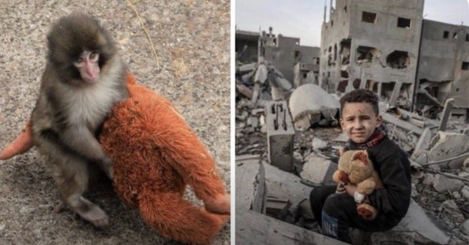 PARADOJA DEL ABRAZO SELECTIVO.
Punch, el tierno macaco de apenas meses, abraza su peluche naranja como si contuviera el calor de una madre que nunca llegó.
El mundo entero se estremece, llora, comparte su vulnerabilidad pura: un ser vivo que busca consuelo en tela y relleno.